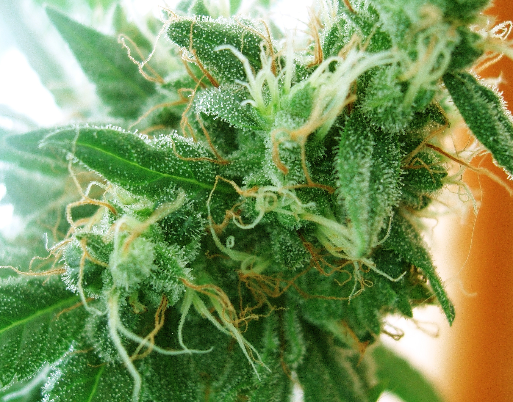 How to grow feminised marijuana seeds