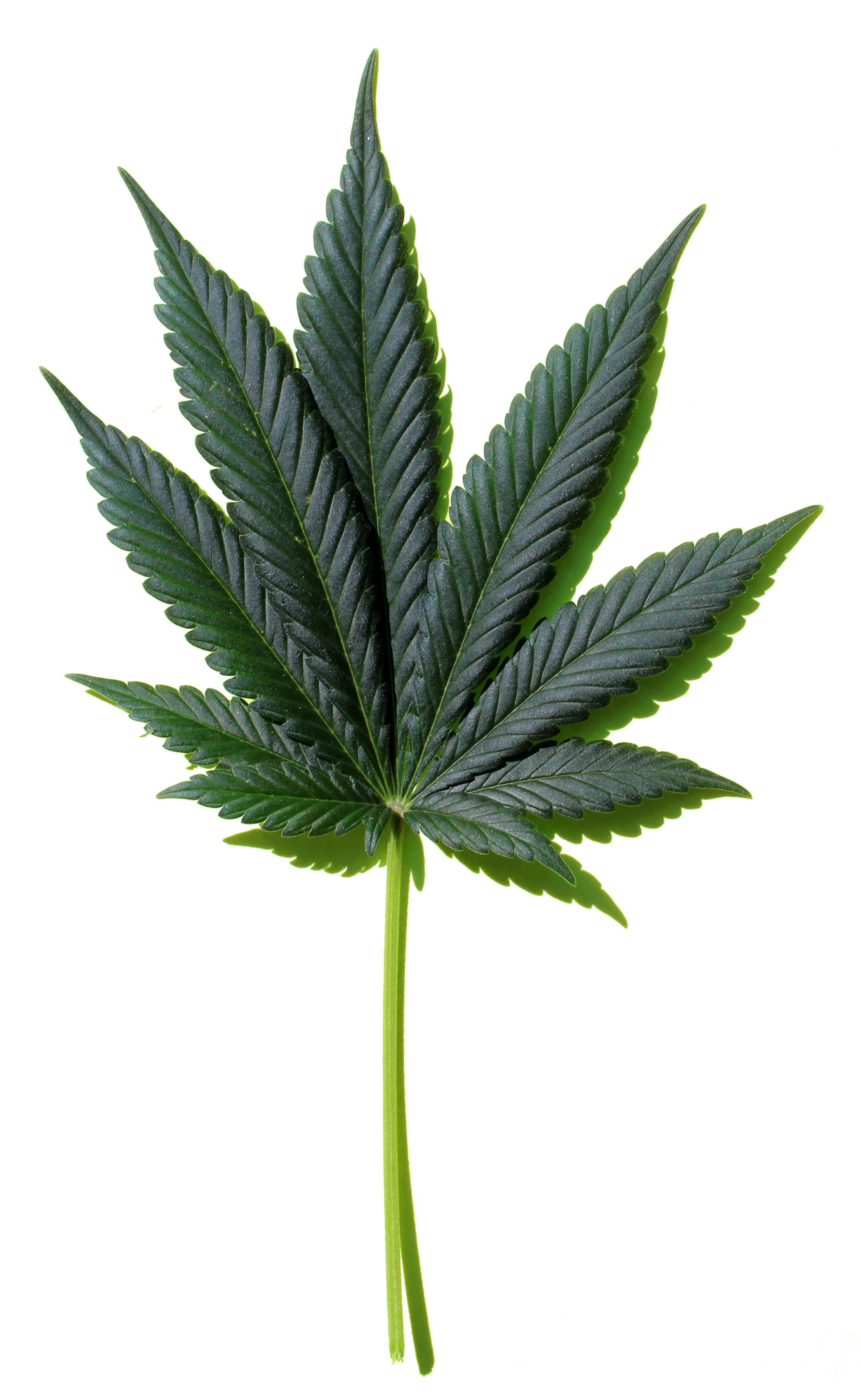 Marijuana leaf creative commons large scale 